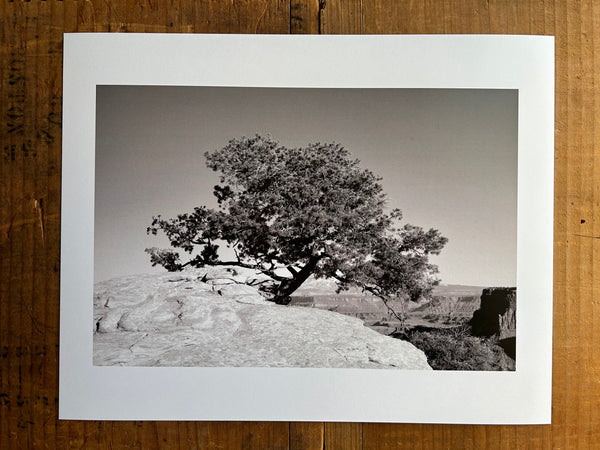 Juniper