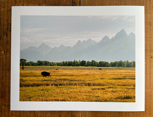 Lone Buffalo