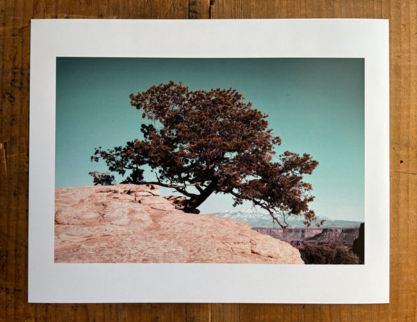 Juniper