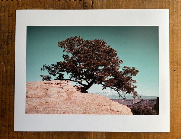 Juniper